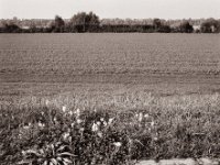 Wer sieht die kleinen Blumen am Weg ?  Pentax 67II, SMC 4.0/45, Bergger Pancro400  - 09.10.2021 -