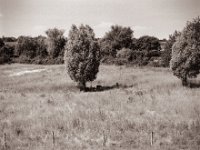 Schattenplatz  Pentax 67II, SMC Takumar 2.8/150, Bergger Pancro400@200  - 11.06.2021 -