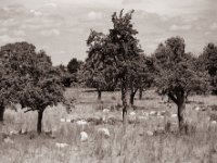 Zwischen Obstbäumen  Pentax 67II, SMC Takumar 2.8/150, Bergger Pancro400@200  - 11.06.2021 -