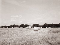Erntezeit  Fuji GS645S professional WIDE60, Bergger Pancro400@200  - 12.07.2021 -