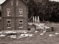 Schafe am "Lieblings Cafe"  Fuji GS645S professional WIDE60, Bergger Pancro400@200  - 12.07.2021 -
