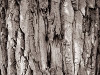 Lebenszeichnung  Fuji GS645S professional WIDE60, Bergger Pancro400@200  - 12.07.2021 -