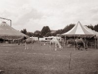 Ein Trampeltier und drei Dromedare  Fuji GS645S professional WIDE60, Bergger Pancro400@200 - 12.07.2021 -
