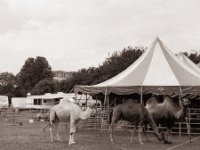 Was ist ?  Fuji GS645S professional WIDE60, Bergger Pancro400@200  - 12.07.2021 -