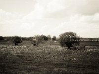 Landschaft am Fluss  Fuji GS645S professional WIDE60, Fuji 100 Acros II  - 12.05.2021 -