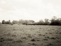 Weide am Auenwald  Fuji GS645S professional WIDE60, Fuji 100 Acros II - 12.05.2021 -