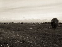 Rheinwiesen am Eisenbahnviadukt  Pentax 645N, SMC FA 2.8/45, Gelbfilter, Bergger Pancro400@200  - 14.05.2021 -