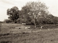 Stille und Ruhe  Pentax 645N, SMC FA 2.8/45, Gelbfilter, Bergger Pancro400@200  - 14.05.2021 -