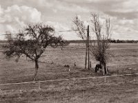 Nachwuchs ....  Pentax 67II, SMC 2.4/105, Gelbfilter,  Bergger Pancro 400@320