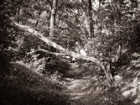 Waldpfad  Fuji GS645S professional WIDE60, Fuji Acros 100II  - 15.10.2021 -