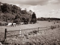 Pferdekoppel  Fuji GS645S professional WIDE60, Fuji Acros 100II  - 15.10.2021 -