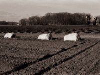 Spargelfeld  Pentax MZ-S, SMC FA  1.9/43 Limited, Adox CHS100II  - 19.02.2021 -