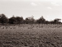 Wildgänse  Pentax MZ-S, SMC FA  1.9/43 Limited, Adox CHS100IIL64  - 19.02.2021 -