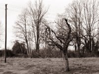 Der kleine Baum ist noch da  Pentax MZ-S, SMC FA  1.9/43 Limited, Adox CHS100II  - 19.02.2021 -