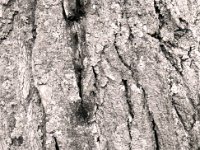 Des Baumes Falten  Pentax MZ-S, SMC FA  1.9/43 Limited, Adox CHS100II  - 19.02.2021 -