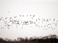 Flug der Wildgänse  Pentax K2, SMC 2.5/135 Takumar Bayonet, Adox CHS100//@64