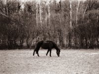 Auf der Weide  Pentax K2, SMC 2.5/135 Takumar Bayonet, Adox CHS100//@64