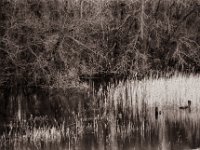 Stilles Wasser I  Pentax K2, SMC 2.5/135 Takumar Bayonet, Adox CHS100//@64  - 22.02.2021 -