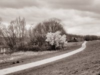 Blühender Baum am Weg  Pentax 645N, SMC-FA 2.8/75, Fuji Acros 100 II @64