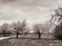 Frühling  Pentax 645N, SMC-FA 2.8/75, Fuji Acros 100 II @64