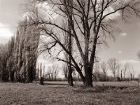 Tödliche Idylle für Hase und Reh  Pentax 645N, SMC FA 2.8/45, Gelbfilter, Bergger Pancro400@200  - 23.04.2021 -