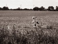 Sonnenblume am Feld  Pentax Super A, SMC FA 1.8/43 Limited, Adox CHS100II  - 23.08.2021 -