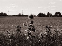 Sonnen am Feldrand  Pentax Super A, SMC FA 1.8/43 Limited, Adox CHS100II  - 23.08.2021 -