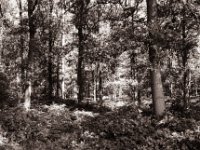 Waldeinblick  Pentax Super A, SMC FA 1.8/43 Limited, Adox CHS100II  - 23.08.2021 -