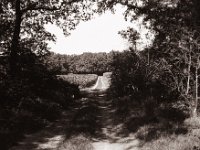 Waldweg  Pentax Super A, SMC FA 1.8/43 Limited, Adox CHS100II  - 23.08.2021 -