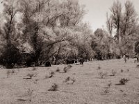 Rinder am Auenwald  Pentax MZ-S, SMC FA  1.9/43 Limited, Gelbfilter, Adox CHS 100II@64  - 24.04.2021 -