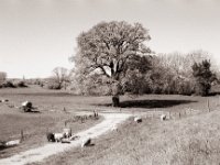 Schafe und ein mächtiger Baum  Pentax MZ-S, SMC FA 1.9/43 Limited, Gelbfilter, Adox CHS 100II@64