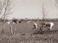 Weideland  Pentax MZ-S, SMC FA 1.8/77 Limited, Gelbfilter, Adox CHS 100II@64  - 24.04.2021 -