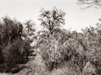 Blühender Birnbaum  Pentax MZ-S, SMC FA 1.8/77 Limited, Gelbfilter, Adox CHS 100II@64  - 24.04.2021 -