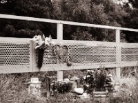 Gedenken  Yashica FR 1, Zeiss Planar 1.4/50, Adox CHS100II  - 25.08.2021 -