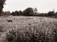 Lamas  Yashica FR 1, Zeiss Planar 1.4/50, Adox CHS100II  - 25.08.2021 -
