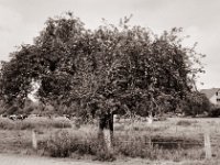 Apfelbaum  Yashica FR 1, Zeiss Planar 1.4/50, Adox CHS100II  - 25.08.2021 -