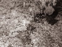 Seeufer  Yashica FR 1, Zeiss Planar 1.4/50, Adox CHS100II  - 25.08.2021 -