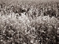 Feldsaum  Pentax Super A, SMC Pentax-M 2.8/40;  Orange Filter, Bergger Pancro400@200  - 25:06.2021 -