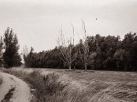 Abgestorben  Pentax Super A, SMC Pentax-M 2.8/40;  Orange Filter, Bergger Pancro400@200  - 25:06.2021 -