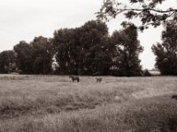 Stute und Fohlen  Pentax Super A, SMC Pentax-M 2.8/40;  Orange Filter, Bergger Pancro400@200 - 25:06.2021 -