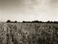 Feld mit Sonnenblumen  Pentax 67II, SMC 4.0/45, Fuji Acros 100II  - 26.09.2021 -