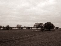 Kuhweiden am Rheinufer  Pentax 645N, SMC FA 2.8/45, Bergger Pancro400  - 27.10.2021 -