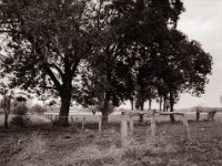 Weide am Rheinufer  Pentax 645N, SMC FA 2.8/45, Bergger Pancro400  - 27.10.2021 -