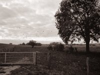Flug der Wildgänse  Pentax 645N, SMC FA 2.8/45, Bergger Pancro400  - 27.10.2021 -