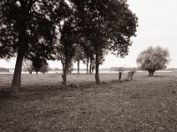 Rheinuferlandschaft  Pentax 645N, SMC FA 2.8/45, Bergger Pancro400  - 27.10.2021 -