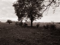Rheinwiesen und Kuhweide  Pentax 645N, SMC FA 2.8/45, Bergger Pancro400  - 27.10.2021 -