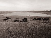Wasserbüffel Bislicher Insel  Pentax 645N, SMC FA 2.8/45, Bergger Pancro400  - 27.10.2021 -