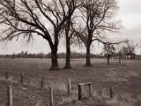 Bäume auf der Weide  Pentax 6x7, SMC Takumar 4.5/75, Bergger Pancro400  - 29.12.2021 -