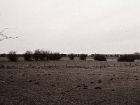 Viaduktruine und Weiden  Pentax 6x7, SMC Takumar 4.5/75, Bergger Pancro400  - 29.12.2021 -