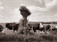 Bulle mit Gefolge  Fuji GS645S professional WIDE60, Fuji Acros 100II@64  - 29.05.2021 -